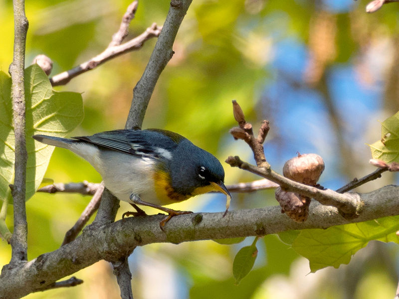 Northern Parula