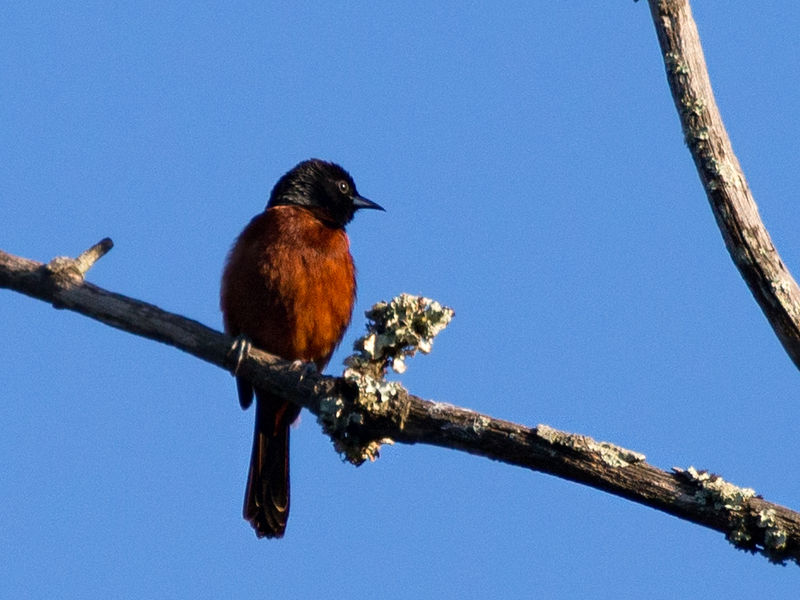 Orchard Oriole