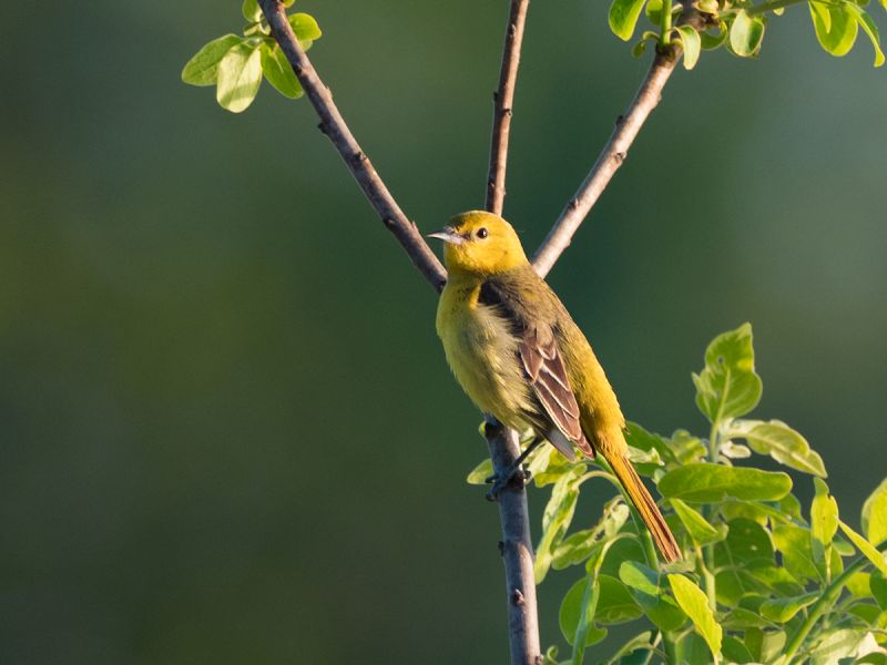 Orchard Oriole (Female)