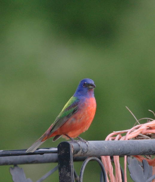 Painted Bunting