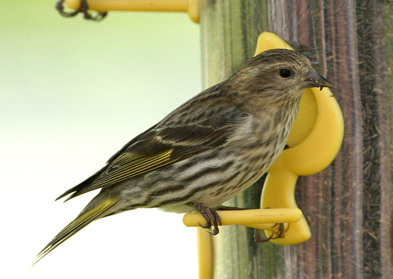 Pine Siskin