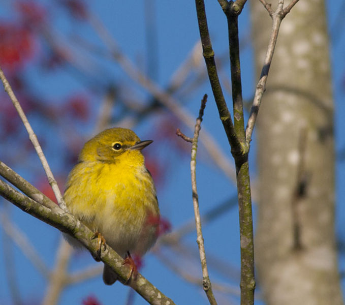 Pine Warbler