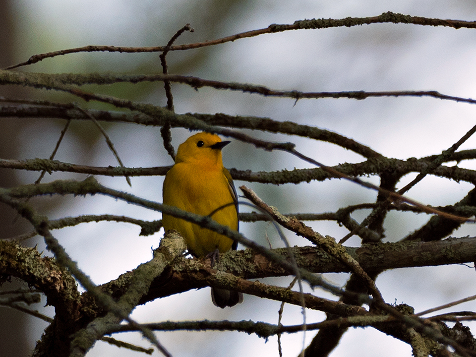 Prothonotary Warbler