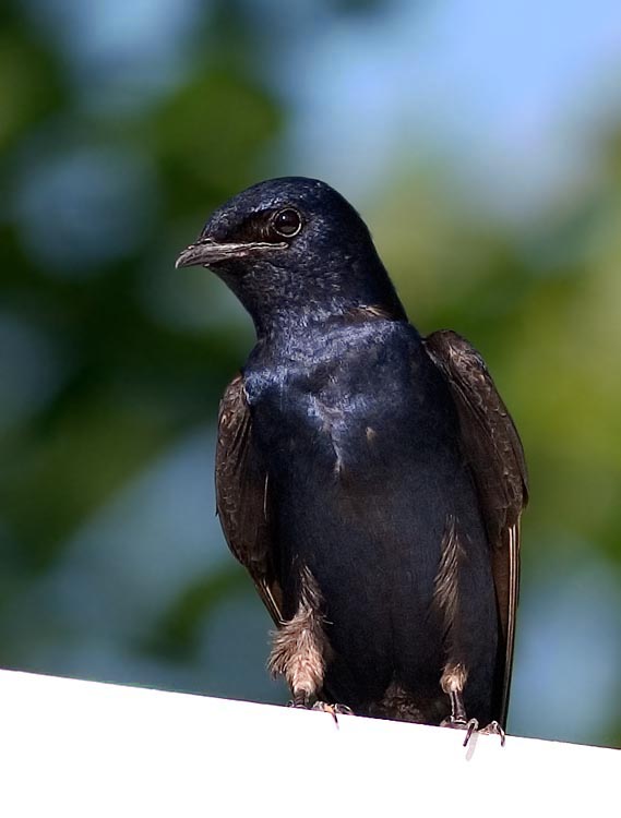 Purple Martin (Male)