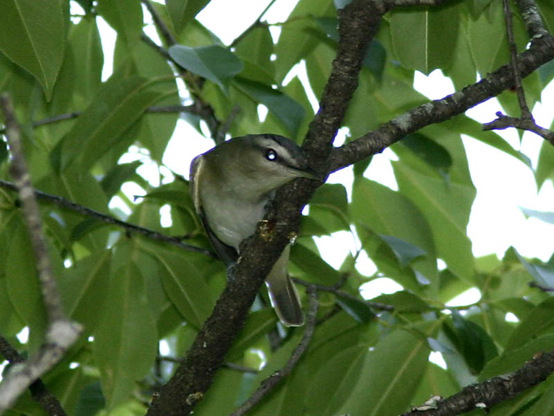 Red Eyed Vireo