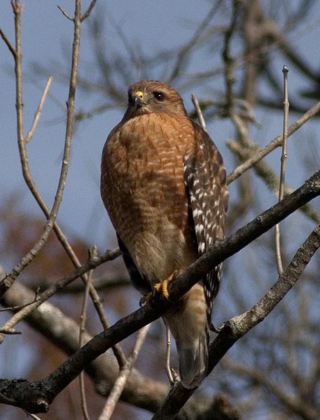 Red Shouldered Hawk