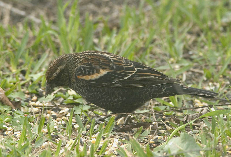 Red Winged Blackbird (Juvenile)