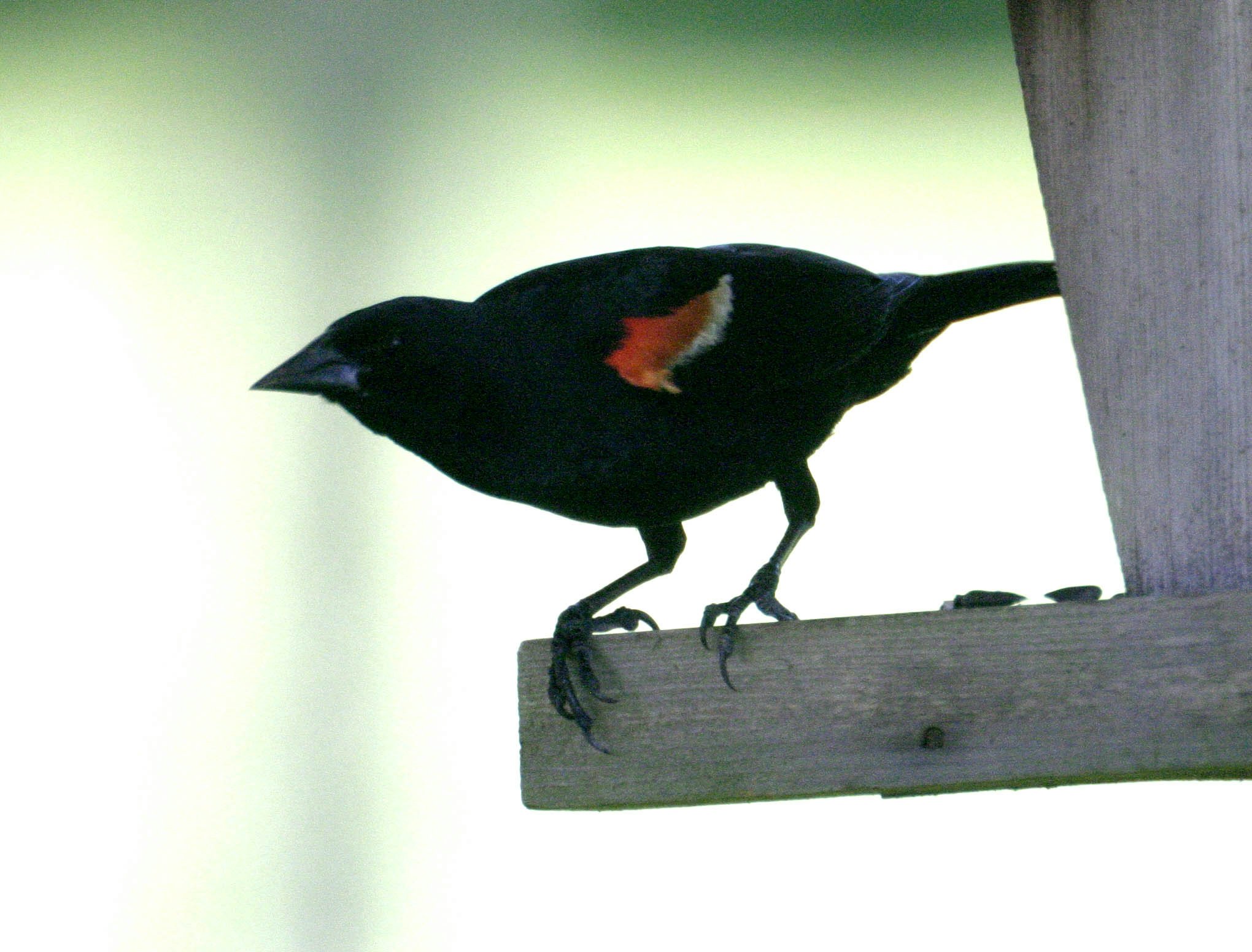 Red Winged Blackbird (Male)