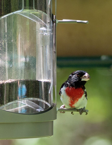 Rose-breasted Grosbeak