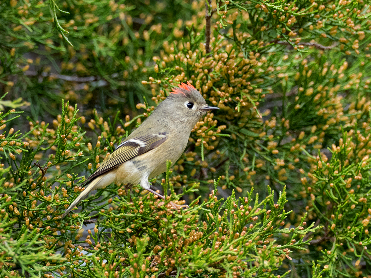 Ruby-crowned Kinglet