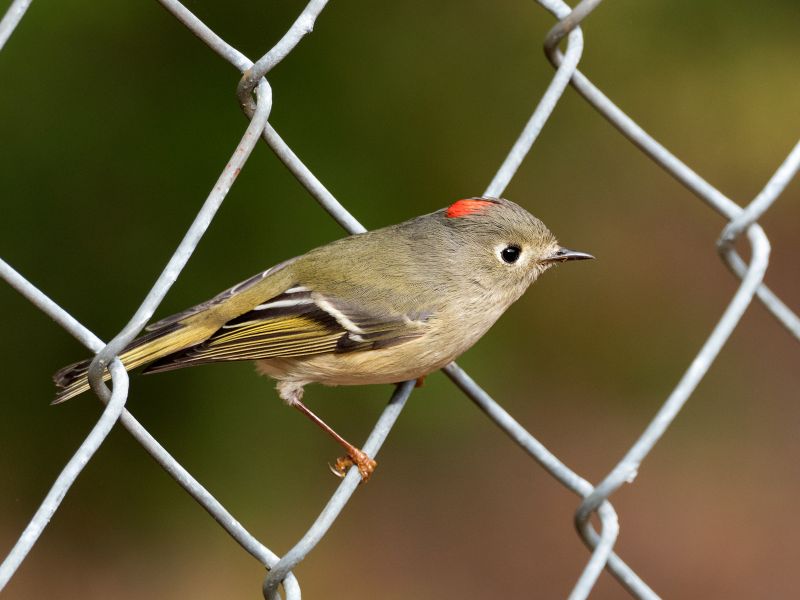 Ruby-crowned Kinglet