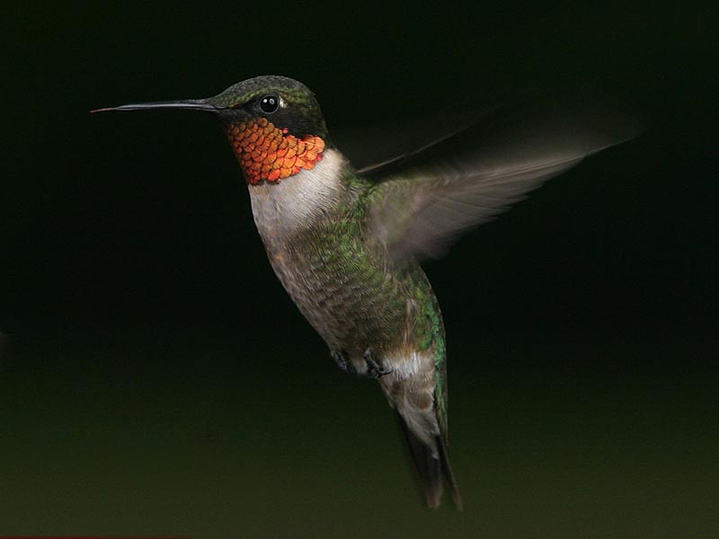 Ruby Throated Hummingbird (Male)