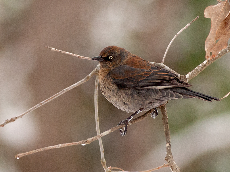 Rusty Blackbird