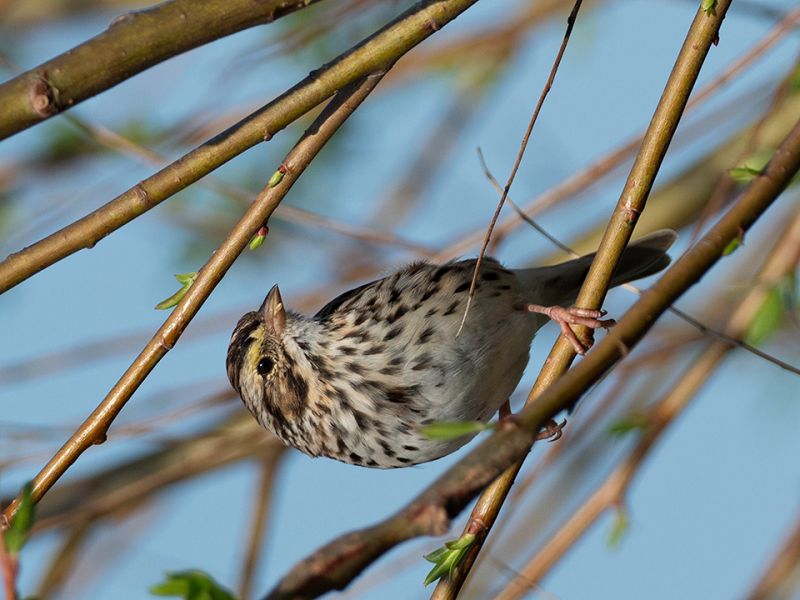 Savannah Sparrow