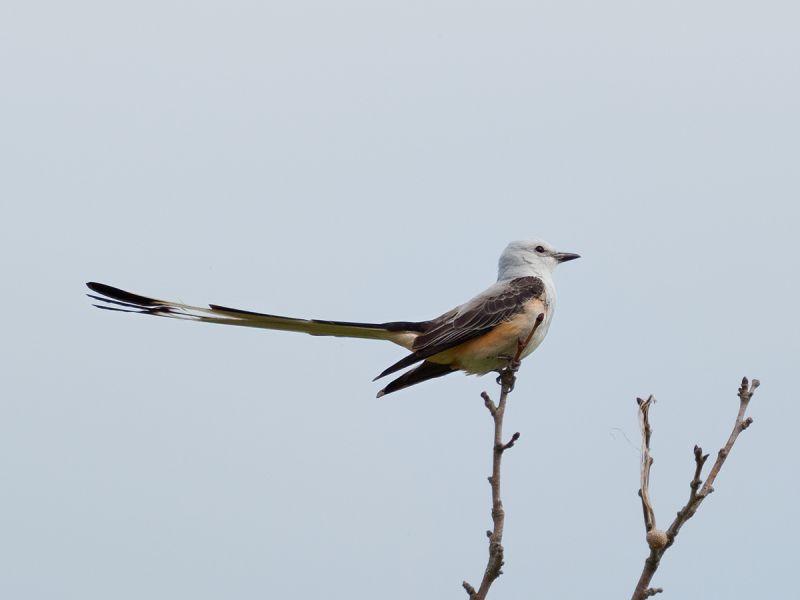 Scissor-tailed Flycatcher