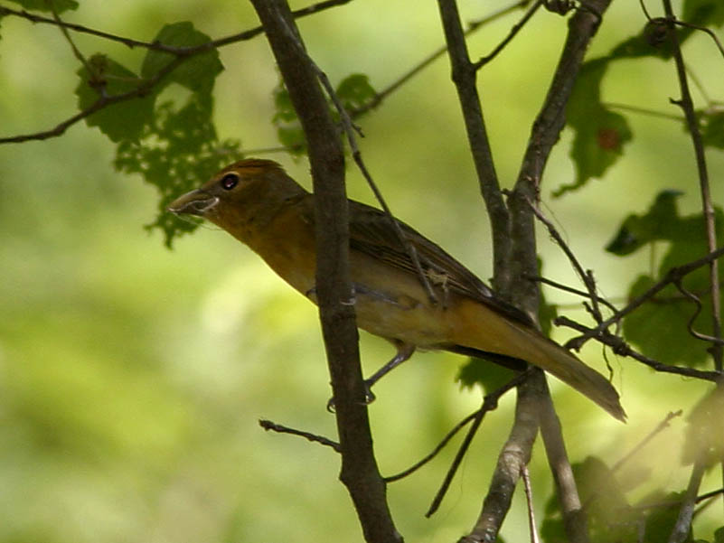 Summer Tanager (Female)