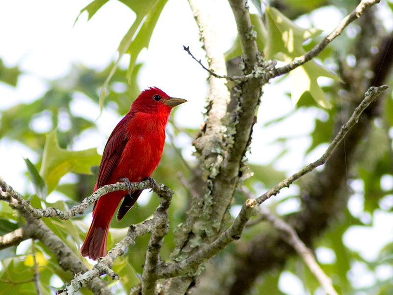 Summer Tanager (Male)