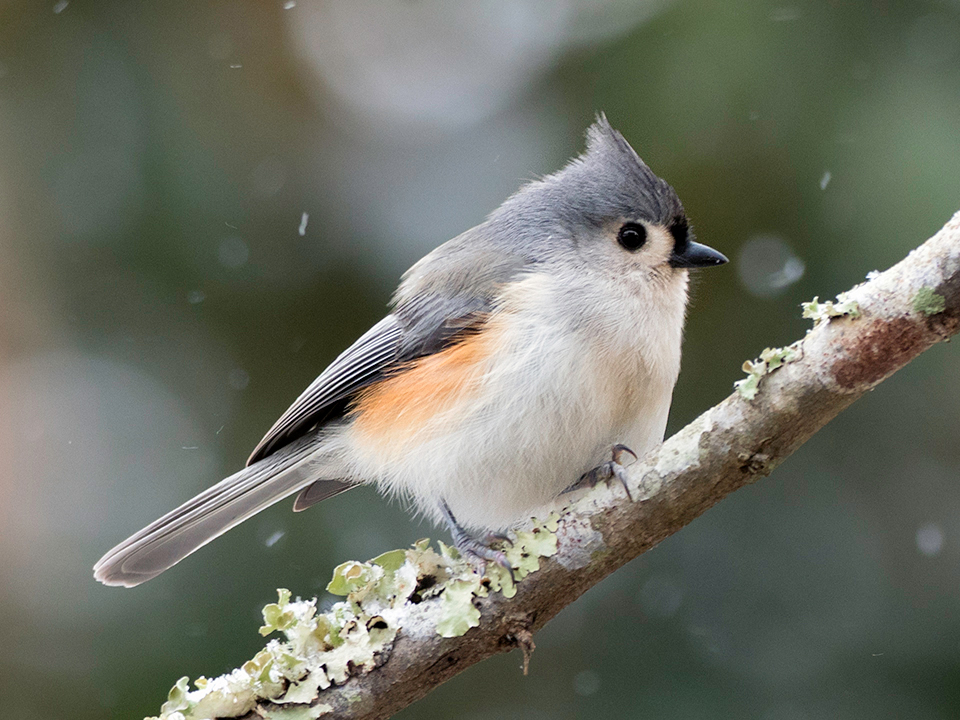 Tufted Titmouse