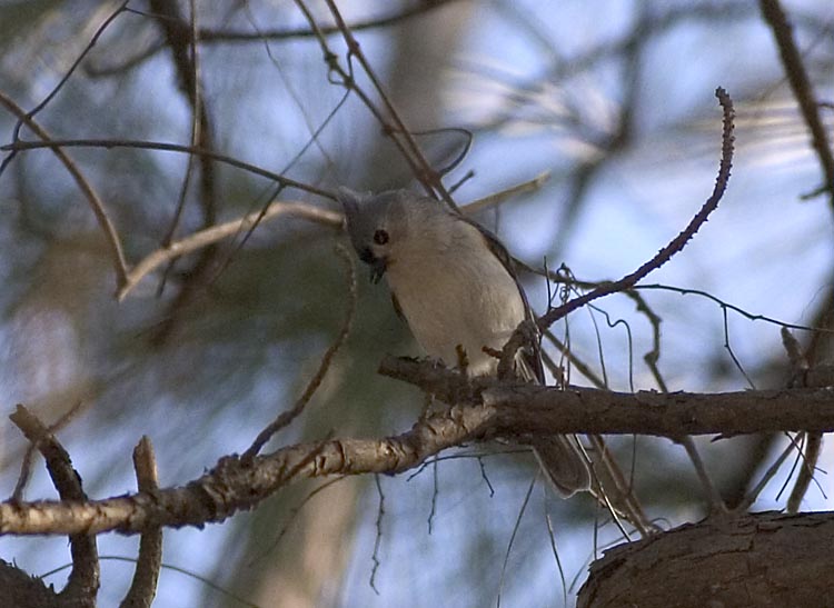 Tufted Titmouse