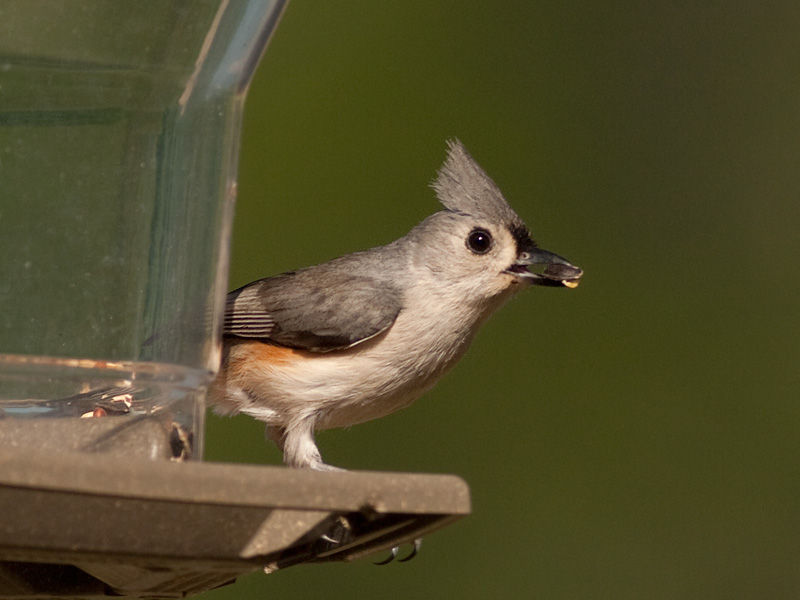 Tufted Titmouse