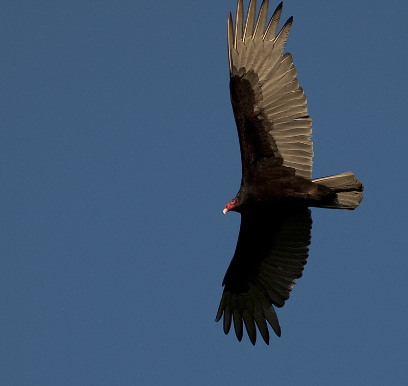 Turkey Vulture