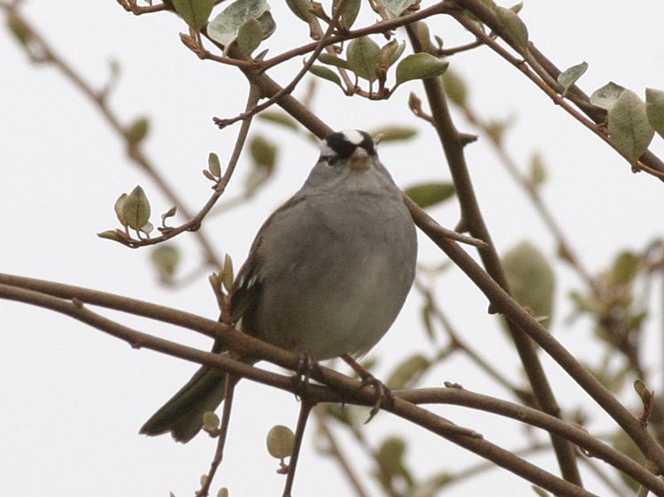 White Crowned Sparrow