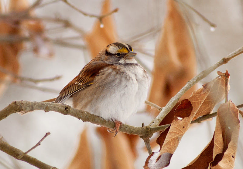 White Throated Sparrow