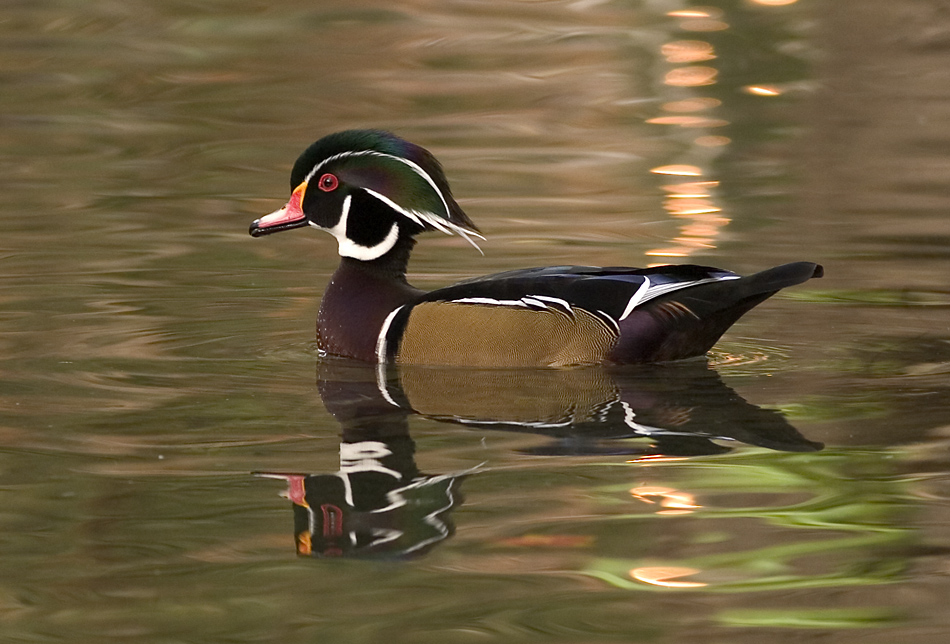 Wood Duck (Male)