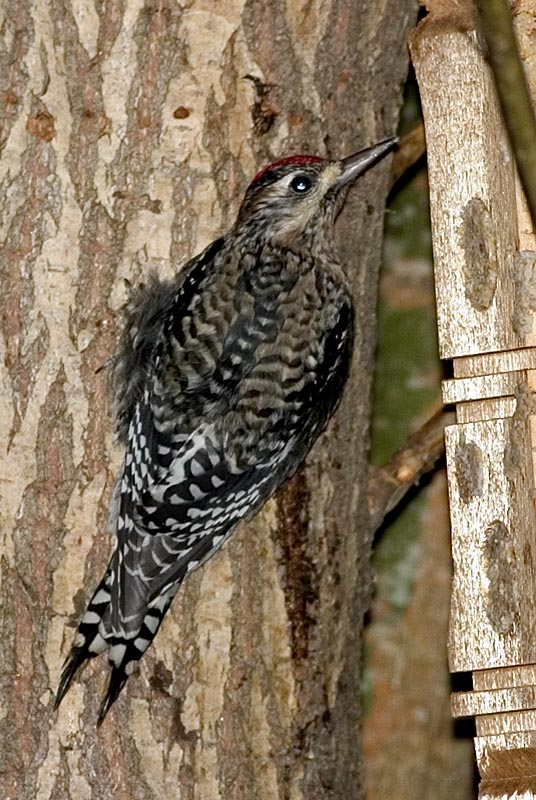 Yellow Bellied Sapsucker