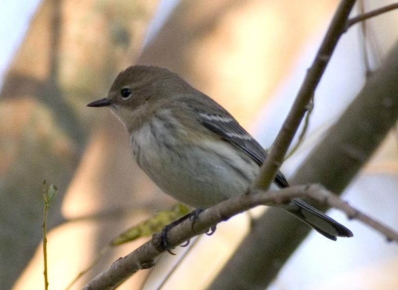 Yellow Rumped Warbler