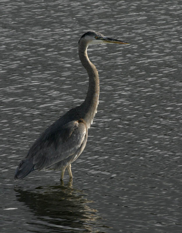 great_blue_heron.jpg