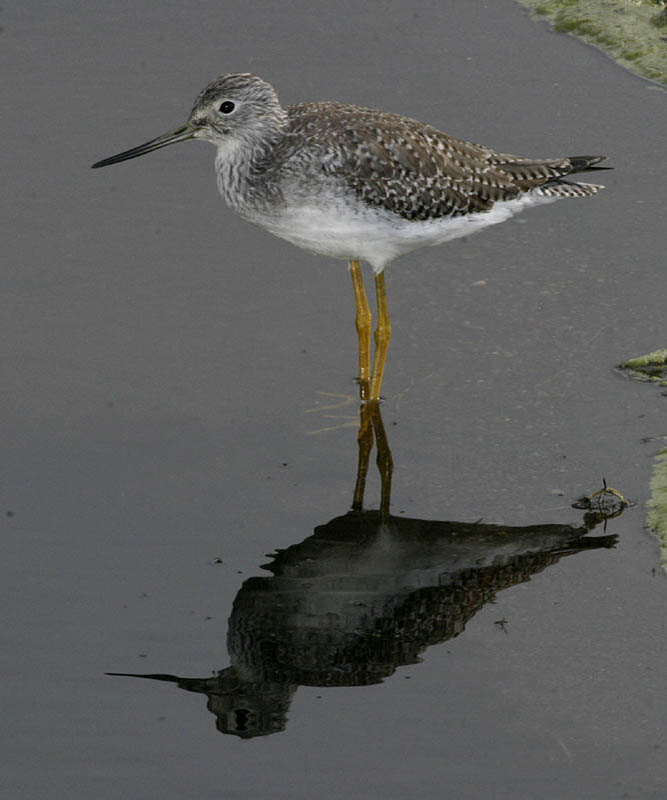 greater_yellowlegs.jpg