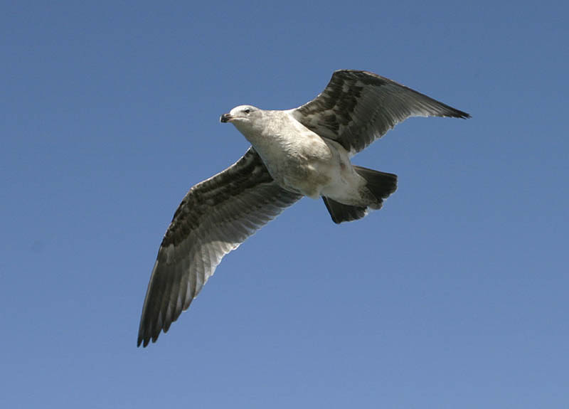 gull.jpg