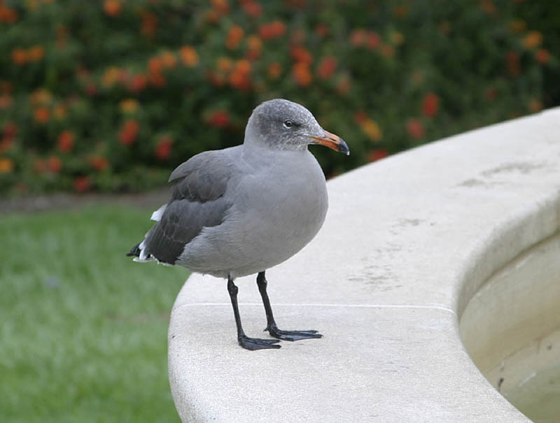 heerman's_gull.jpg