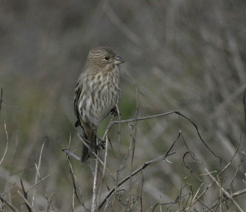 purple_finch(female).jpg