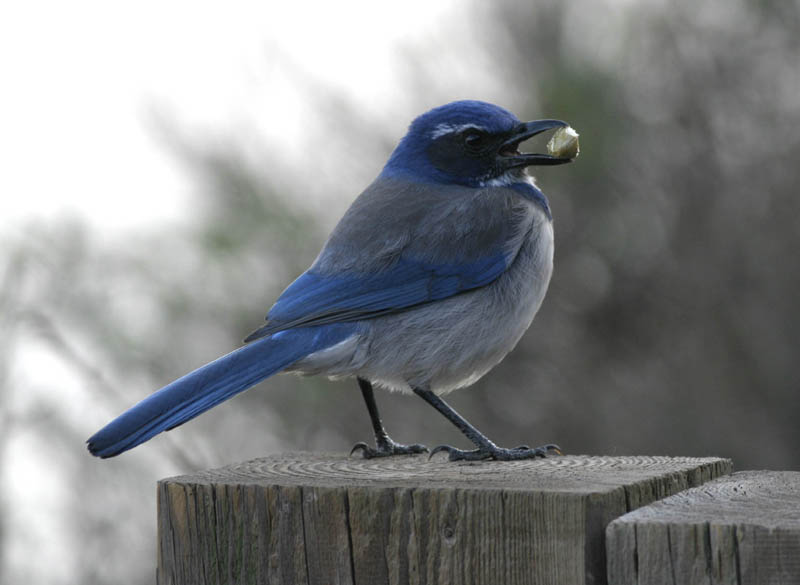 scrub_jay.jpg