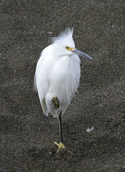 snowy_egret.jpg