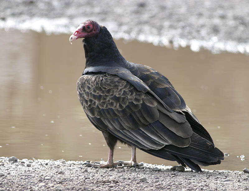 turkey_vulture.jpg
