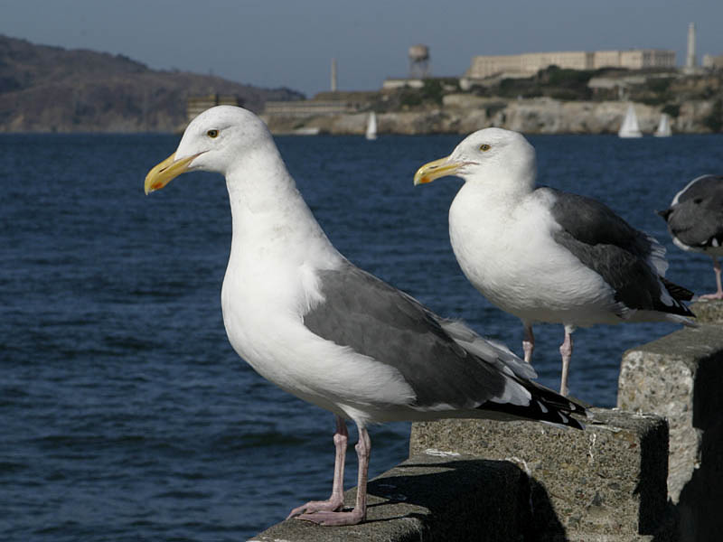 western_gull.jpg