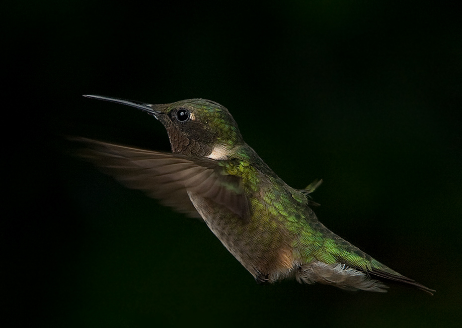 hummer_9-11_034_rt16.jpg