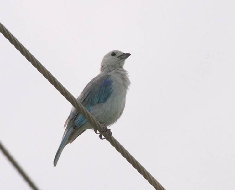 blue_gray_tanager_1.jpg