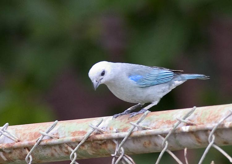 blue_gray_tanager_2.jpg