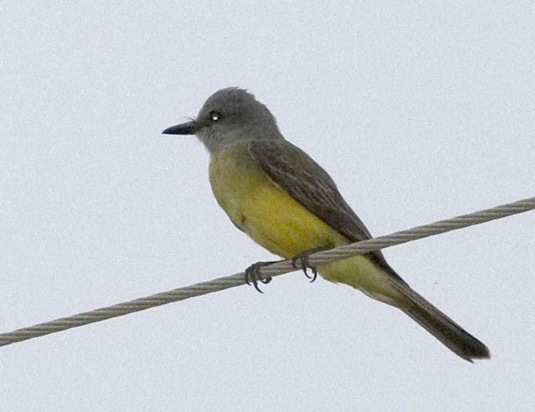 flycatcher_2.jpg