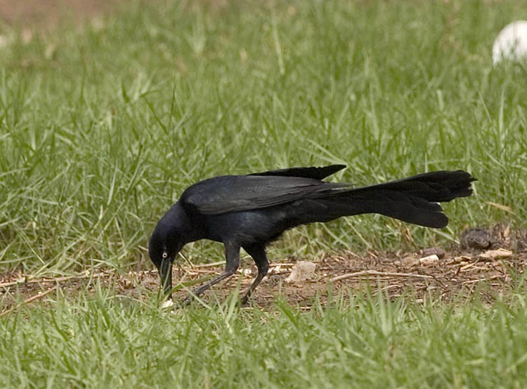 grackle_1.jpg