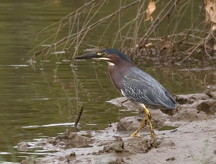 green_heron_1.jpg