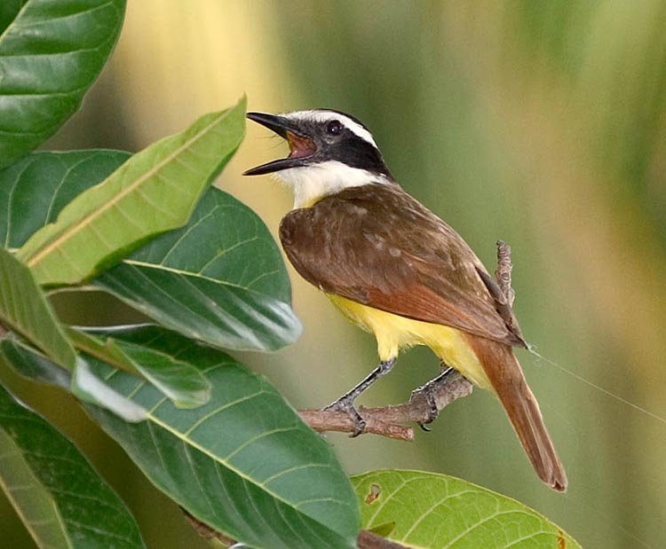 kiskadee.jpg