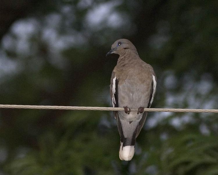 white_winged_dove.jpg