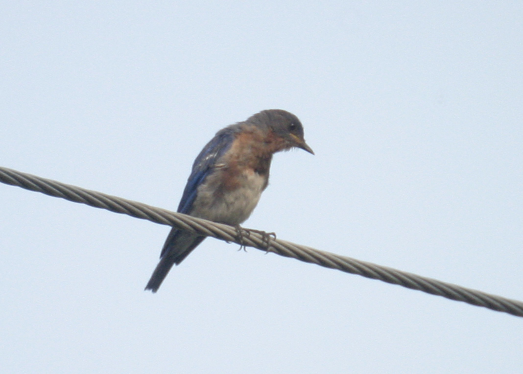 eastern_bluebird.jpg