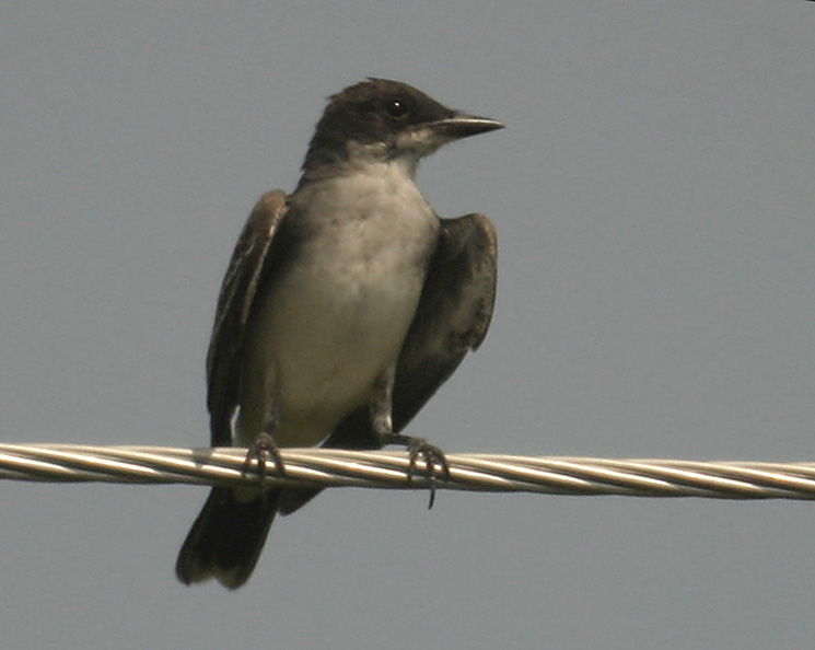 eastern_kingbird.jpg