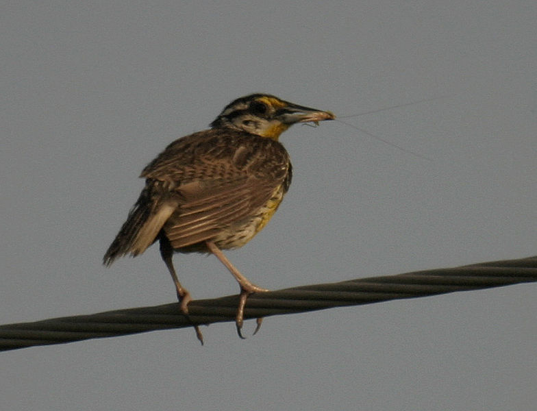 eastern_meadowlark.jpg